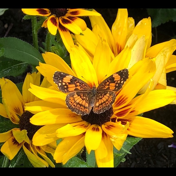 Meet your Posher, Jen - Picture 1 of 1